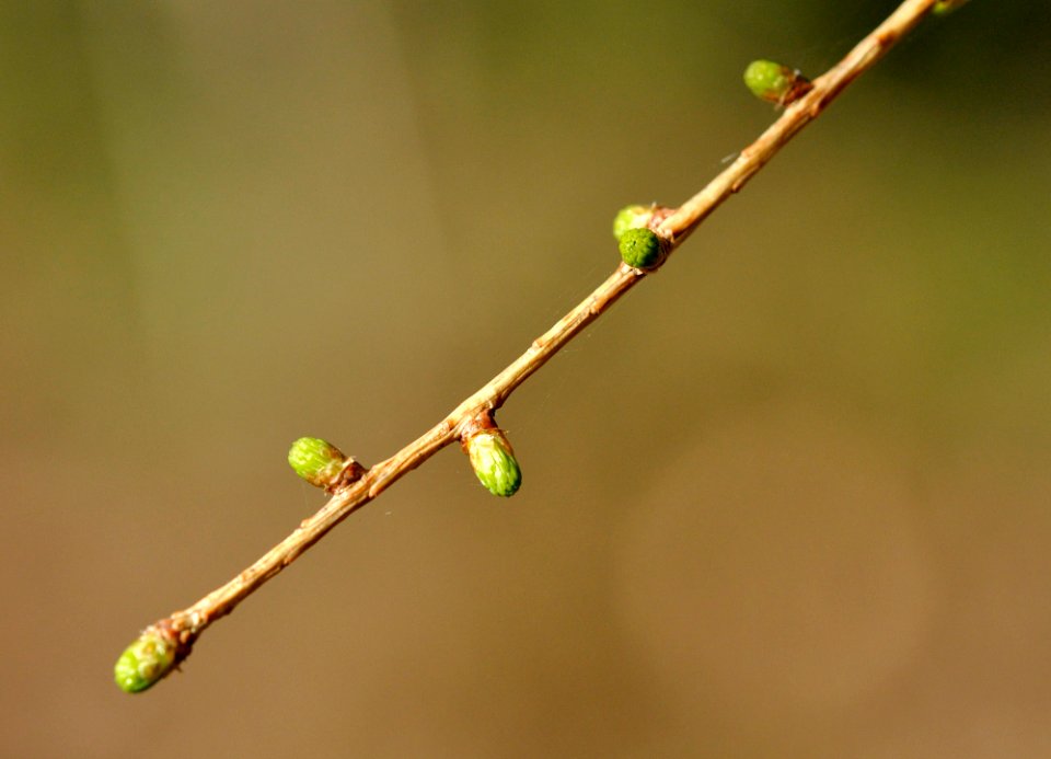 Larix-decidua-01-fws