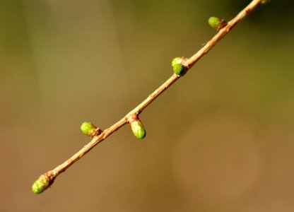 Larix-decidua-01-fws