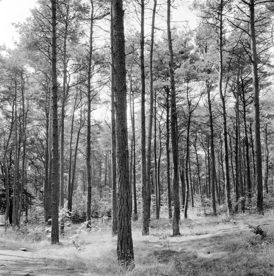 Lariks, douglas, het lunterse buurtbos, Bestanddeelnr 250-8222