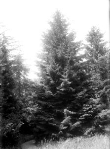 Lariks en douglas, picea orientalis, Bestanddeelnr 166-0179