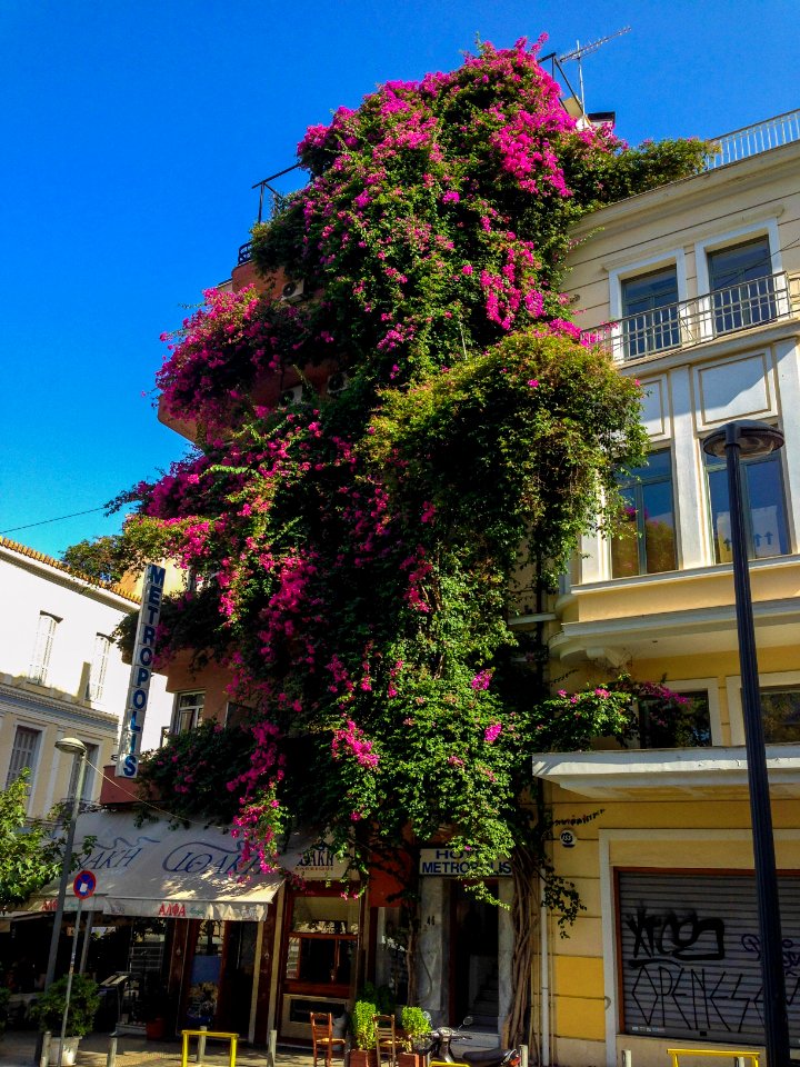Large Bougainvillea tree in Athens