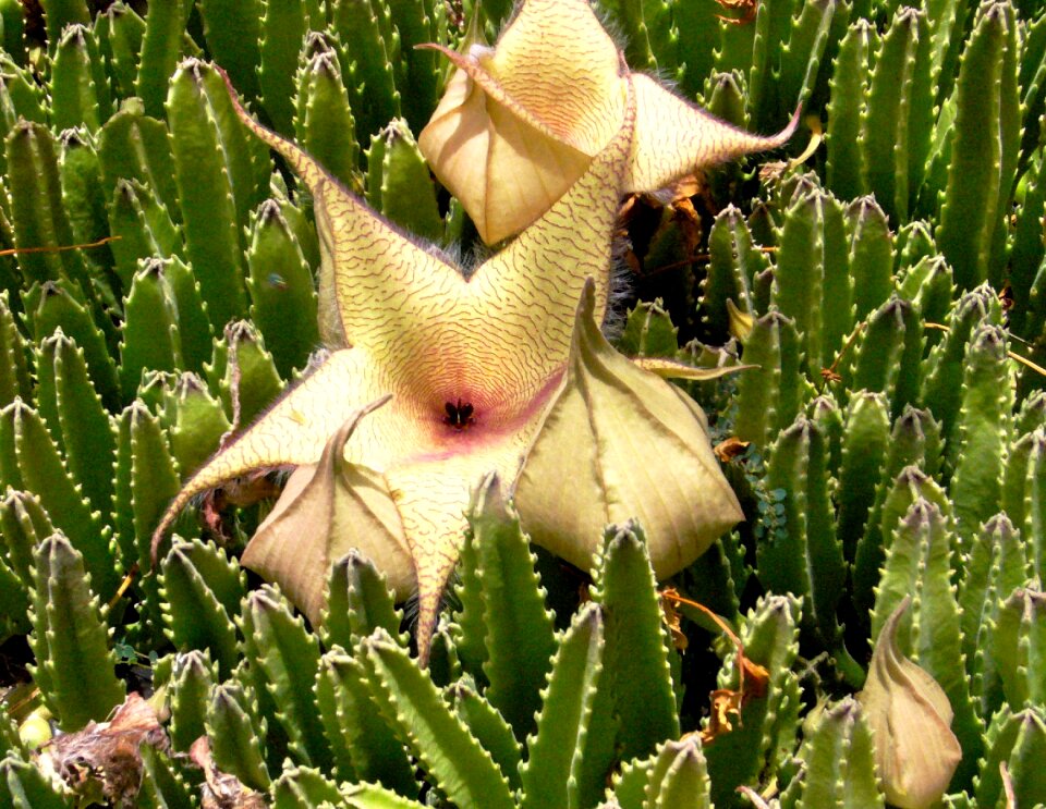 Plant tropical white