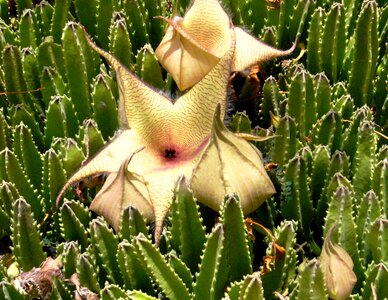 Plant tropical white