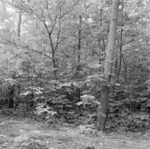 Lariks en douglas, picea abies, Bestanddeelnr 166-0201