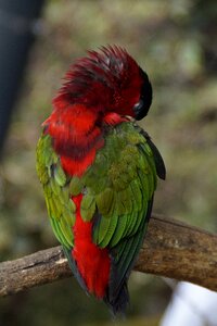 Doze green red