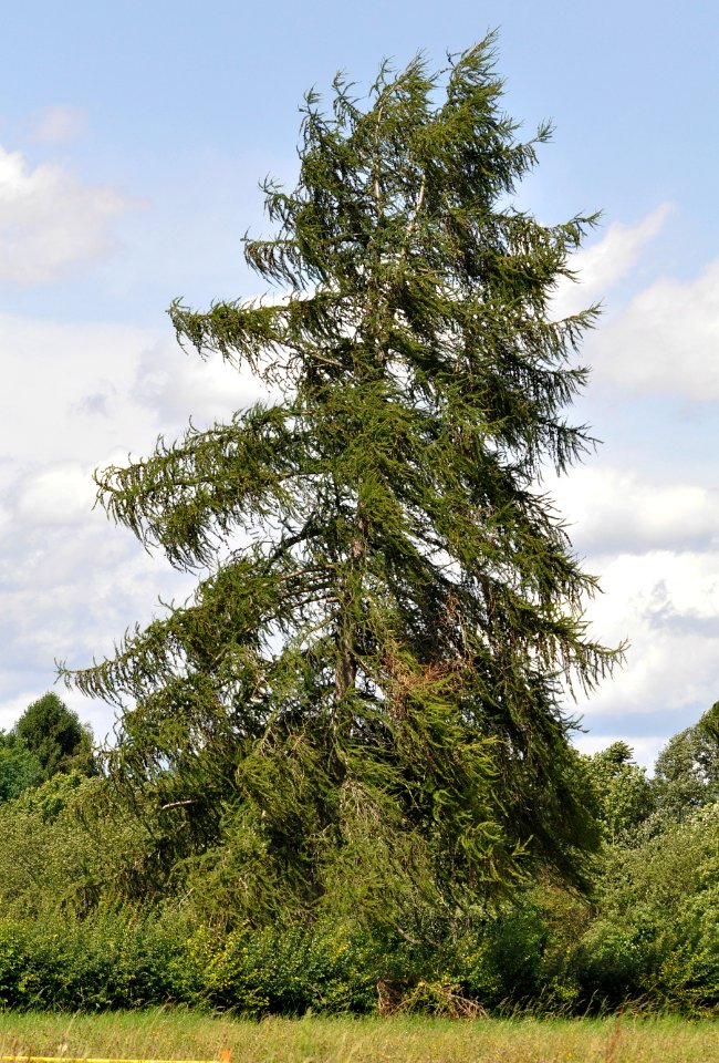 Larix-decidua-04-fws