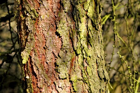Larix-decidua-03-fws