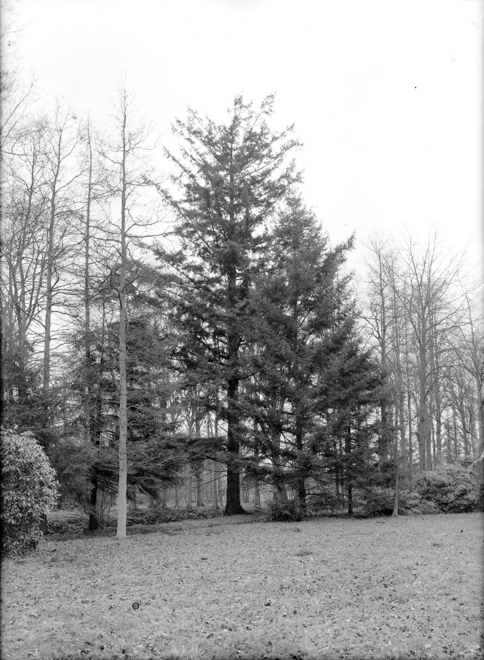 Lariks en douglas, groene douglas, Bestanddeelnr 166-0191