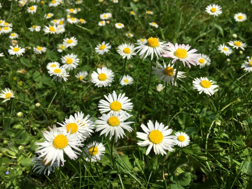 Spring summer meadow cure