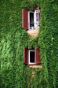 Summer windows green window