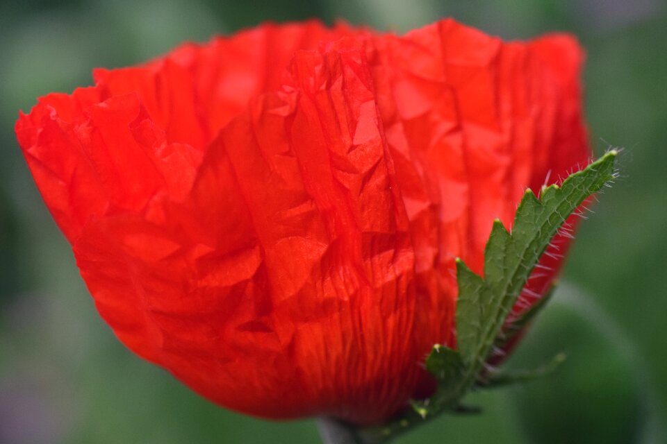 Flower red red poppy photo