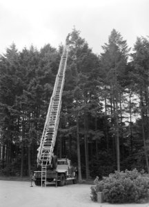 Lariks en douglas, kegels, ladderwagens, arbeiders, de hoge veluwe, Bestanddeelnr 166-0200