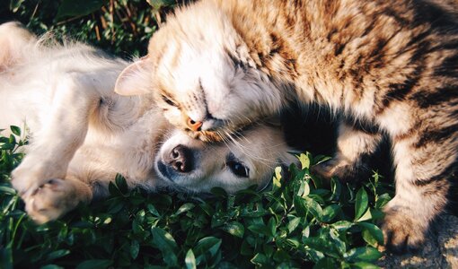 Pet domestic dog and cat together