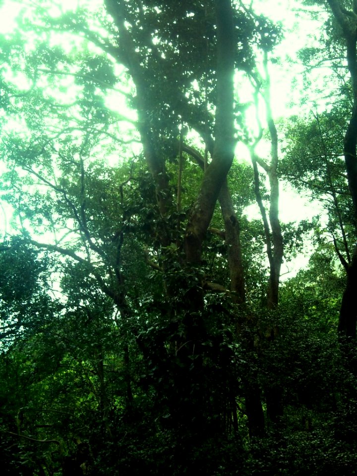 Large Curtisia Assegai tree - Newlands forest Cape Town