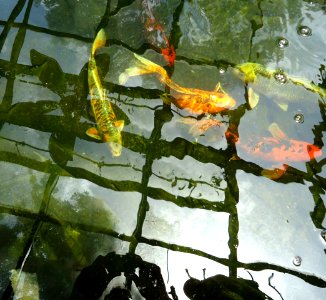 Large fish in heated indoor tank with reflections photo