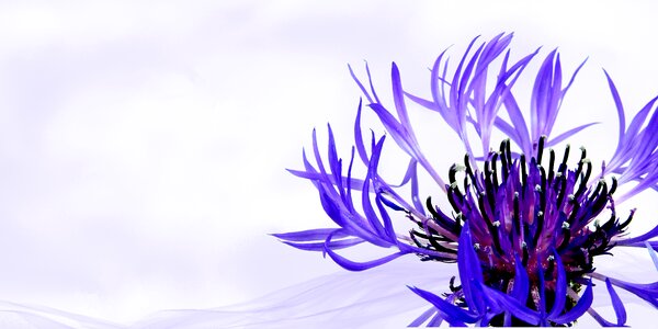 Flower plant blossom