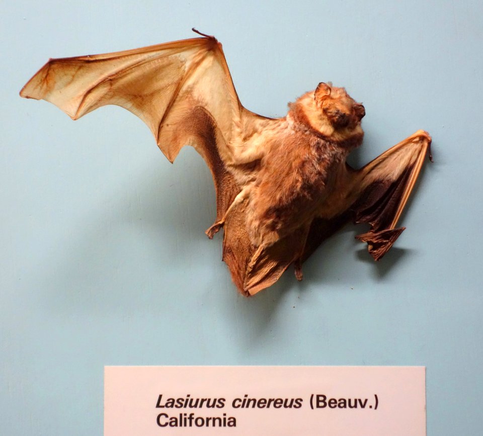 Lasiurus cinereus - Museo Civico di Storia Naturale Giacomo Doria - Genoa, Italy - DSC02559