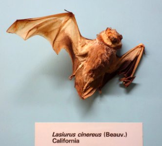 Lasiurus cinereus - Museo Civico di Storia Naturale Giacomo Doria - Genoa, Italy - DSC02559