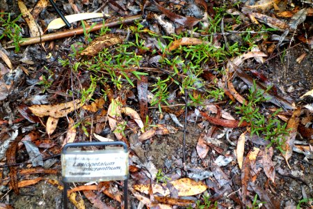 Lasiopetalum micranthum - UC Santa Cruz Arboretum - DSC07343