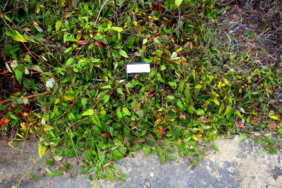 Lasiopetalum macrophyllum - UC Santa Cruz Arboretum - DSC07400