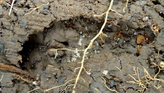 Lasius niger colony