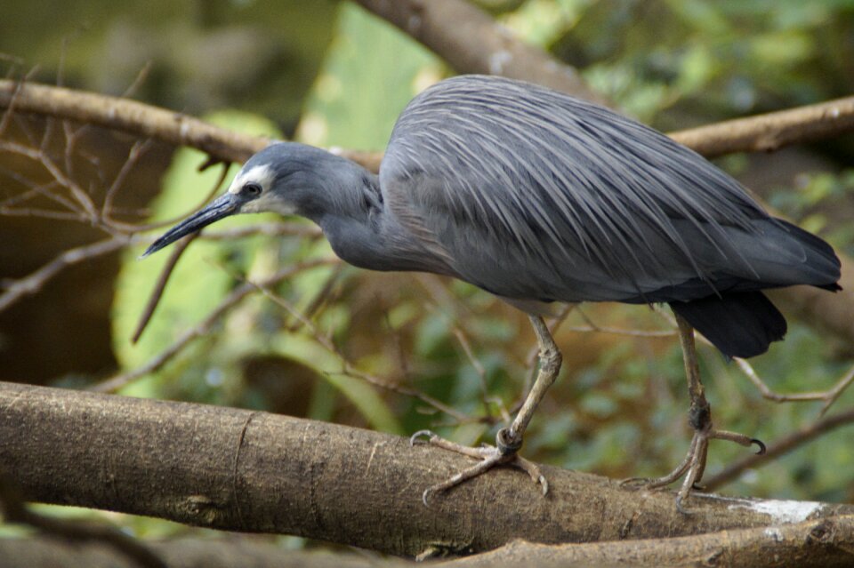 Plumage bird eastern