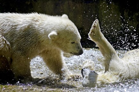 White bear play