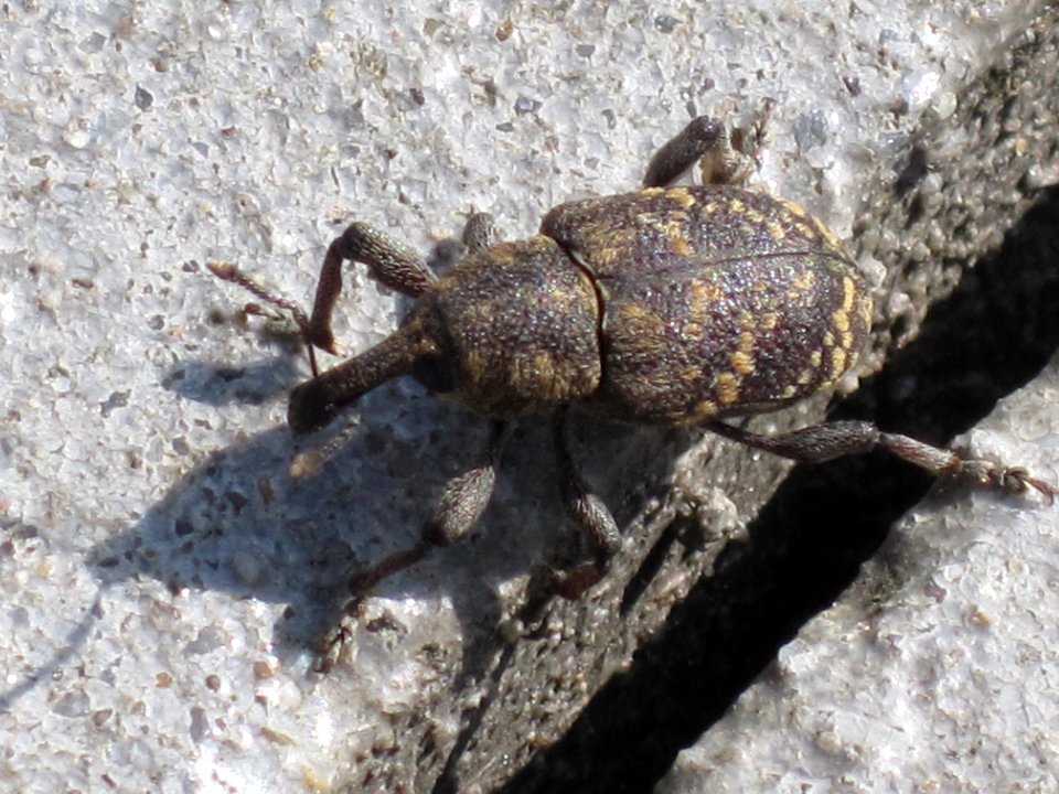 Large pine weevil (Hylobius Abietis), Nijmegen, the Netherlands