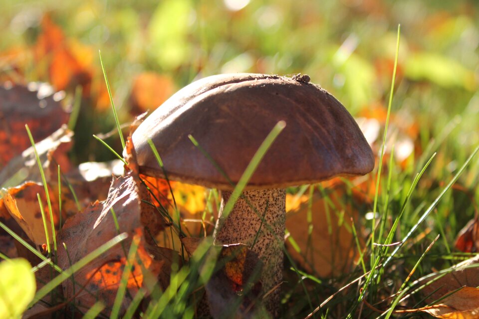 Brown mushrooms fall leaves spring