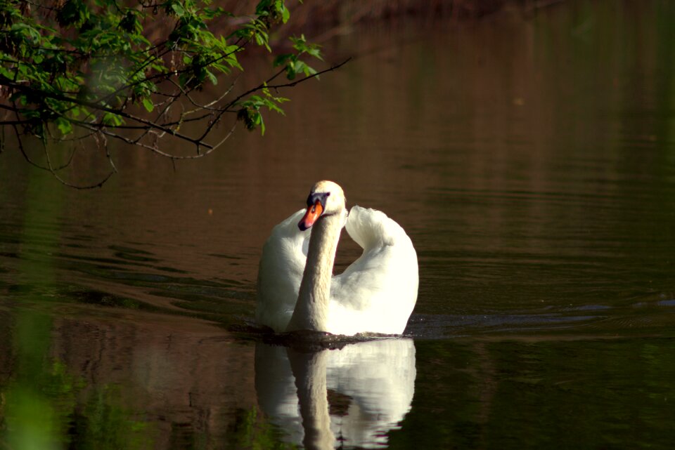 Nature wild birds water bird