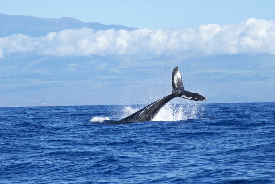 Water seas horizon photo