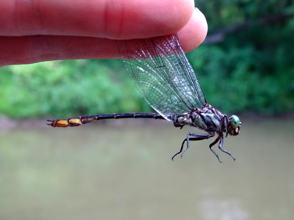 Laura's clubtail 15159380 aug 5 2018
