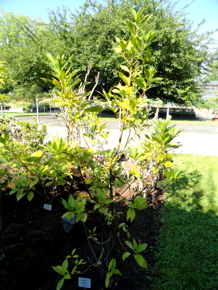Laurus azorica - Botanischer Garten, Frankfurt am Main - DSC02389