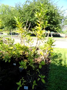 Laurus azorica - Botanischer Garten, Frankfurt am Main - DSC02389