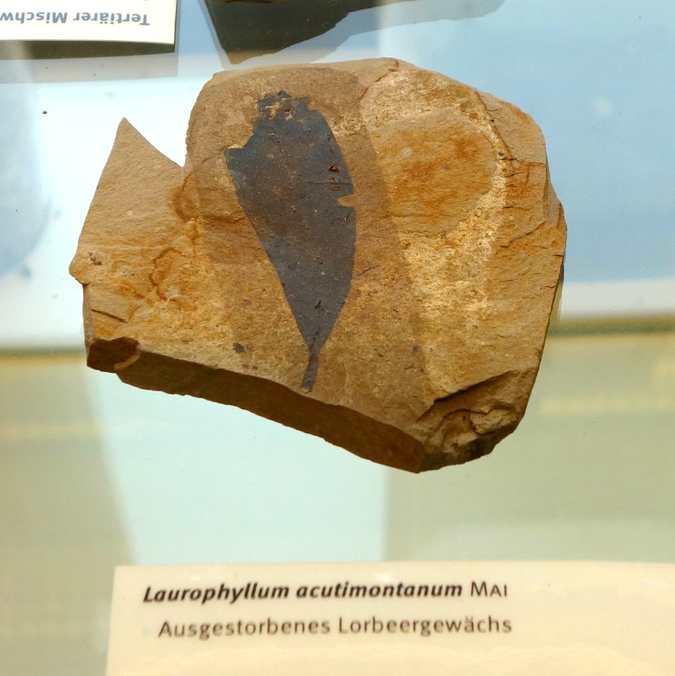 Laurophyllum acutimontanum fossil - Botanischer Garten, Dresden, Germany - DSC08493