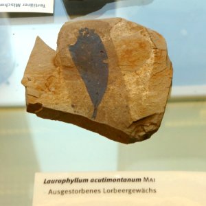 Laurophyllum acutimontanum fossil - Botanischer Garten, Dresden, Germany - DSC08493
