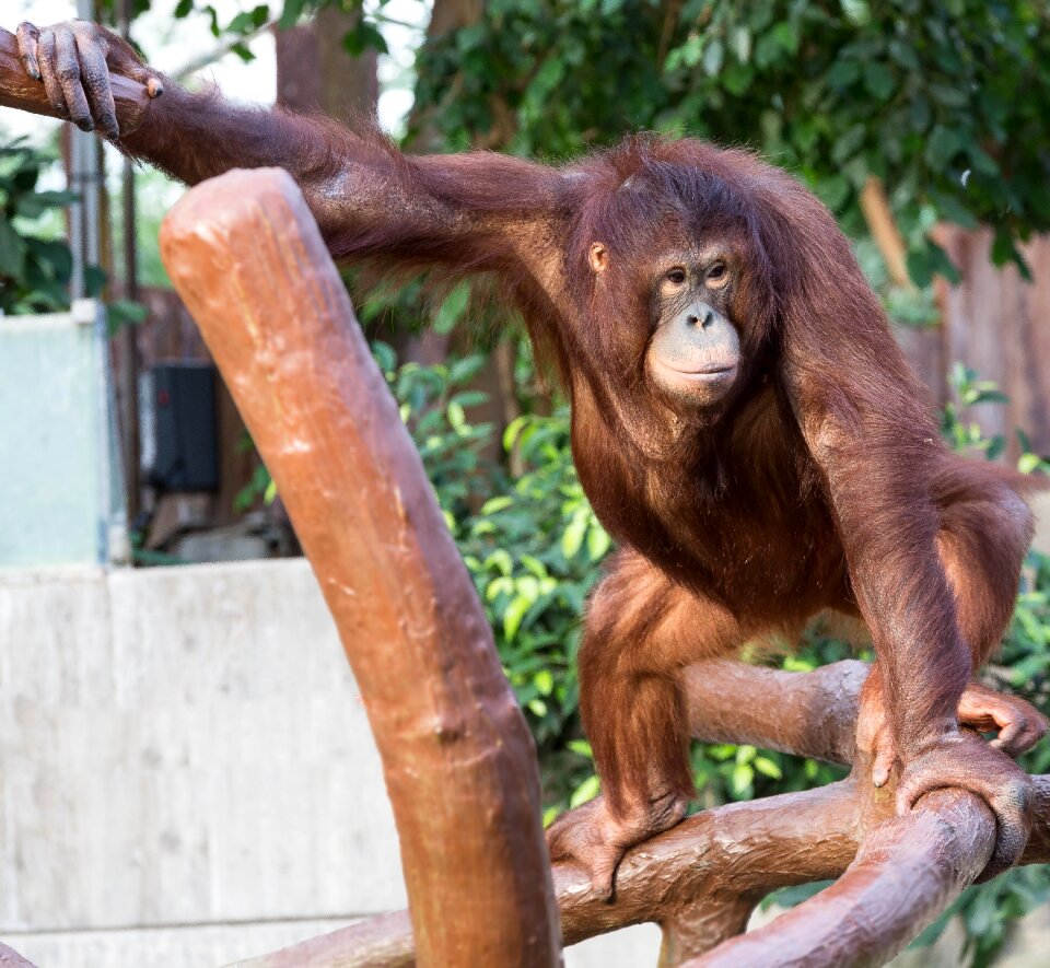 Krefeld zoo forest human