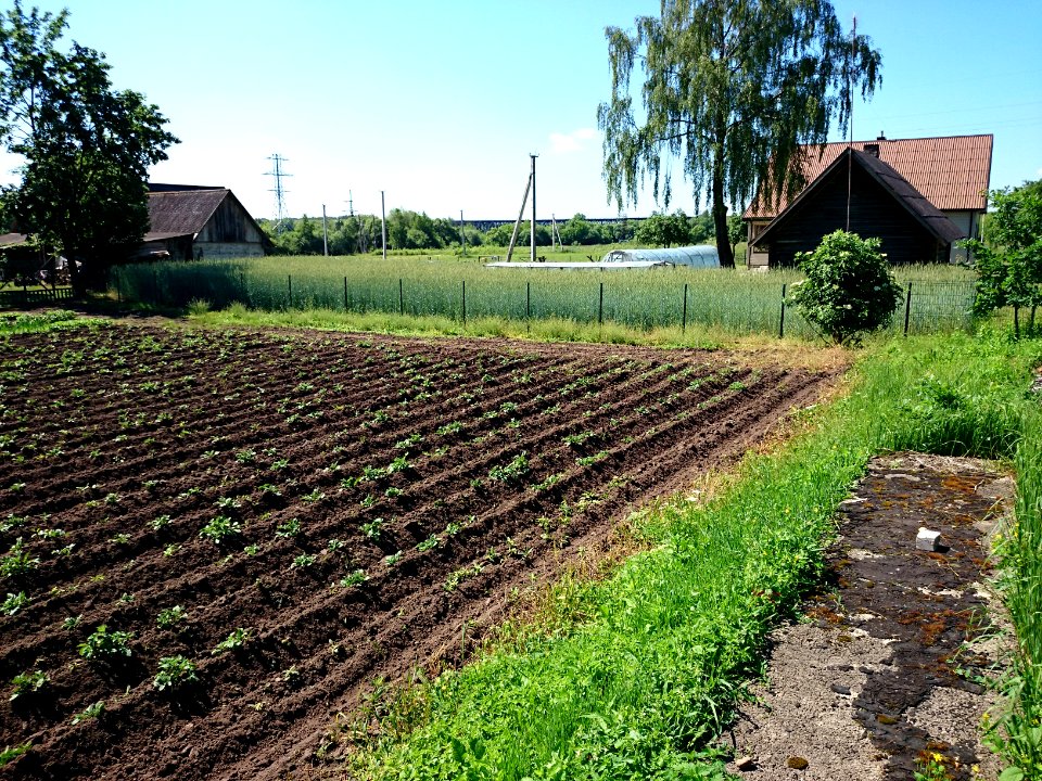 Laukagaliai (Jonava) 19
