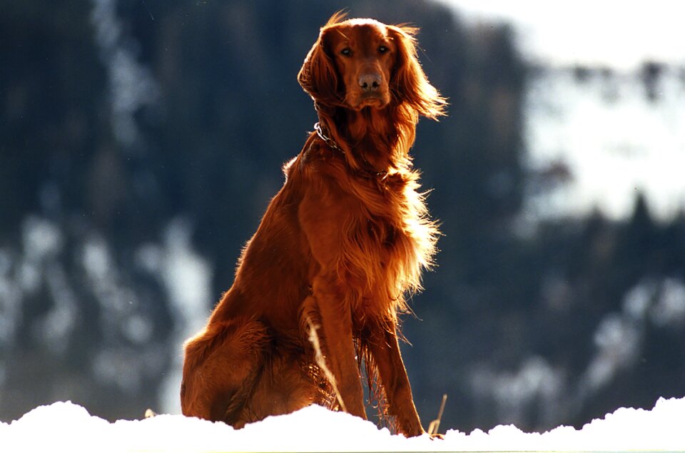 Pet setter dog