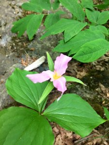 Large White Trillium Todd NC photo