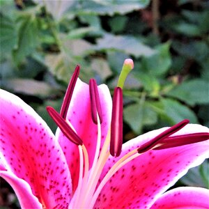 Bloom green lilly photo