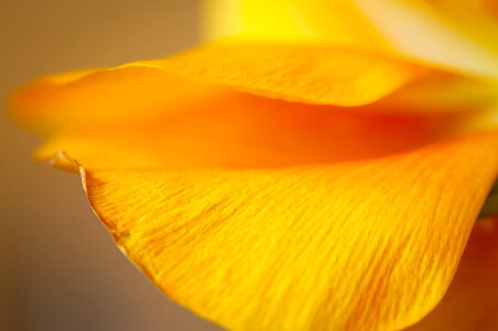 Ranunculus spring flower close up photo