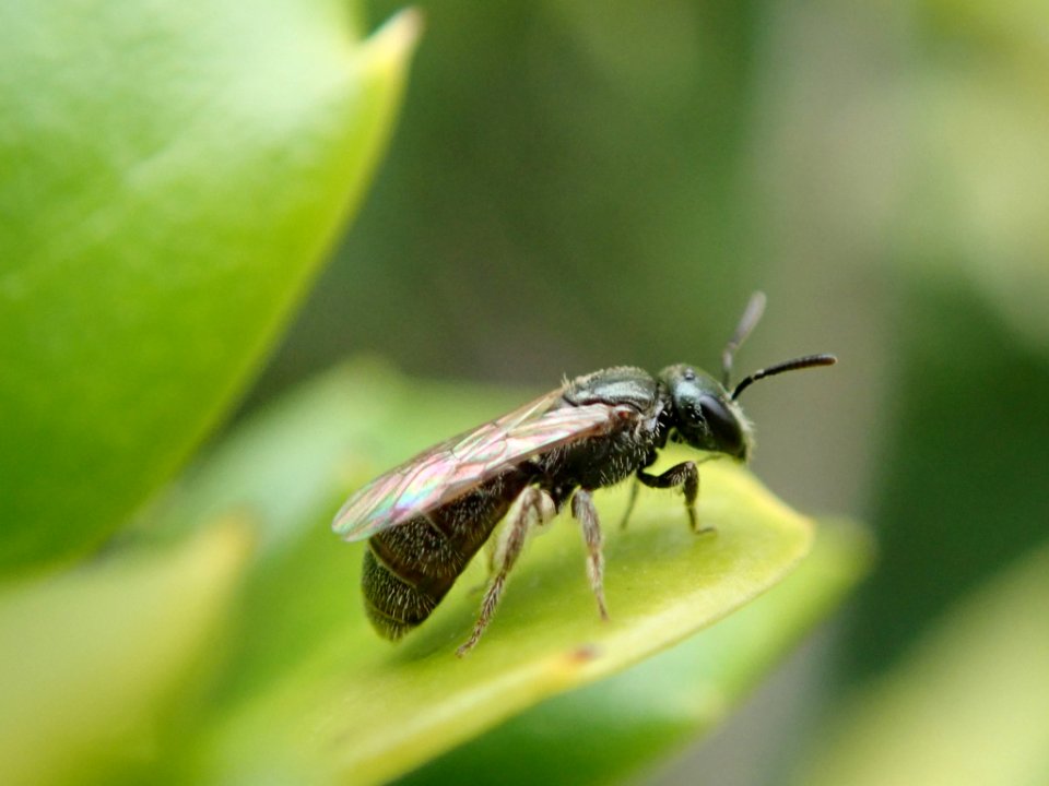 Lasioglossum imitatum 35791609