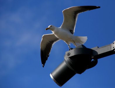Larus fuscus Oulu 20160716