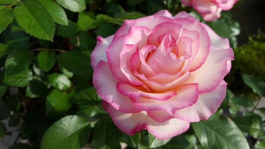 Nature plants pink rose