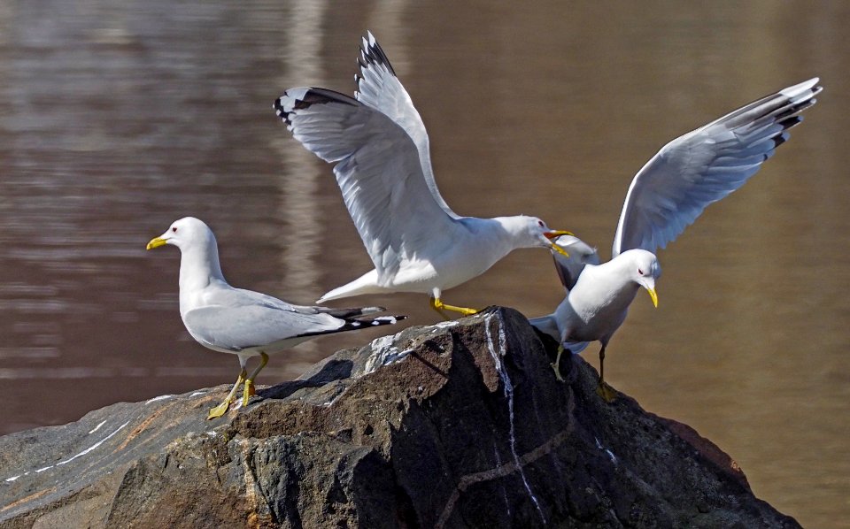 Larus canus Oulu Finland 2021-05-03 (3)