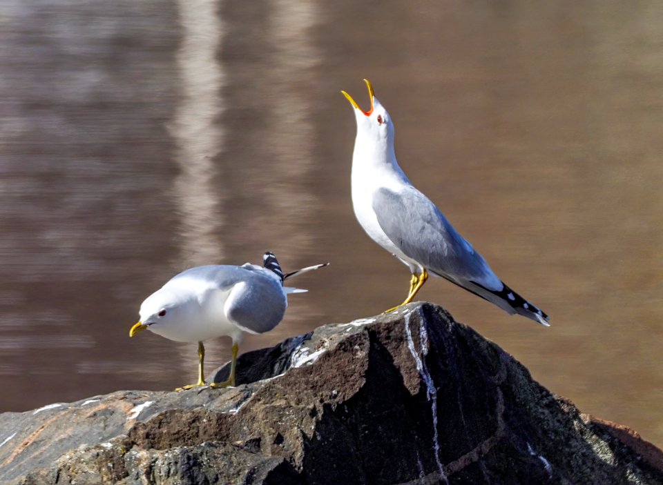 Larus canus Oulu Finland 2021-05-03 (2)
