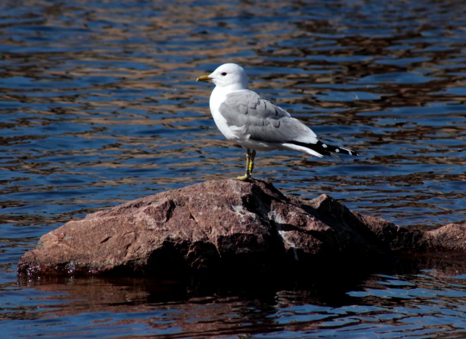 Larus canus Oulu 20140518