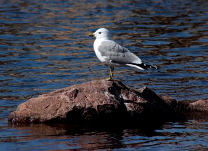 Larus canus Oulu 20140518