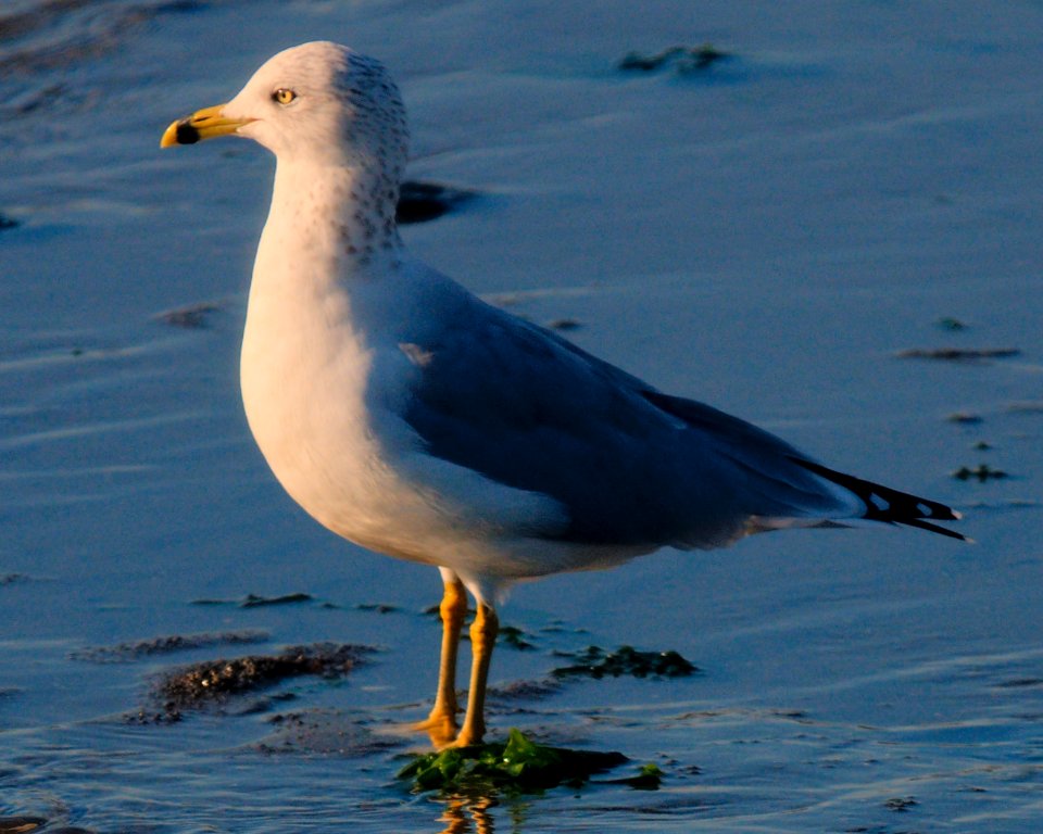 Larus delawarensis -Oakland -USA-8